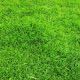 Газонная трава Универсальная (DLF Trifolium)