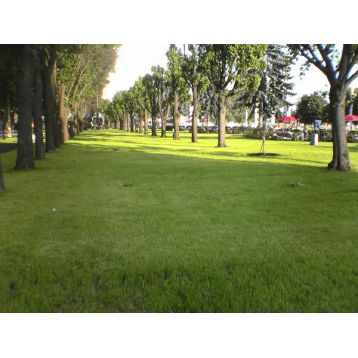 Газонна трава Паркова (RAGT)