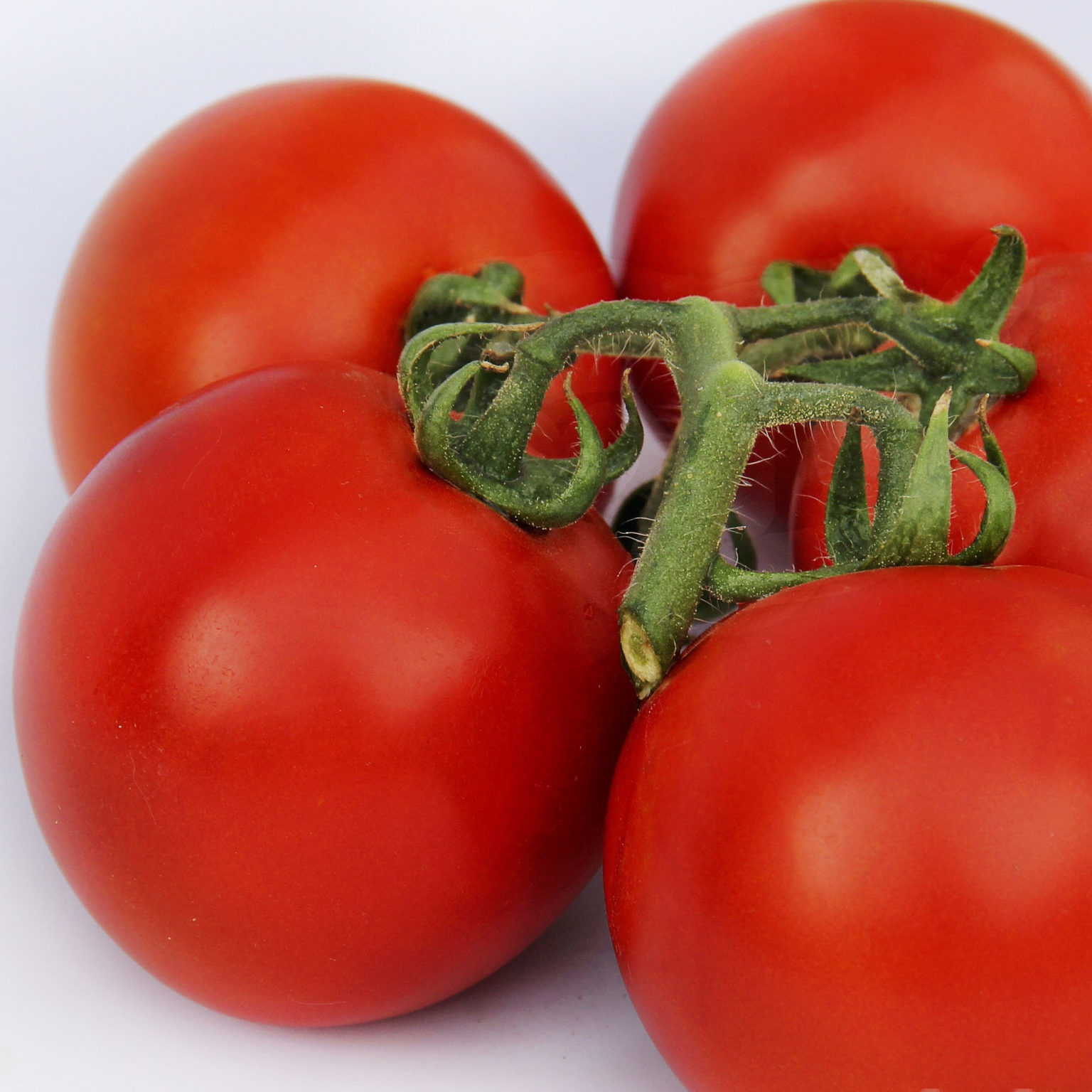 лучшие семена томатов для теплицы
