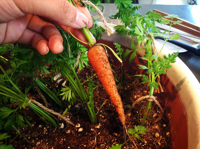 выращивание моркови в домашних условиях
