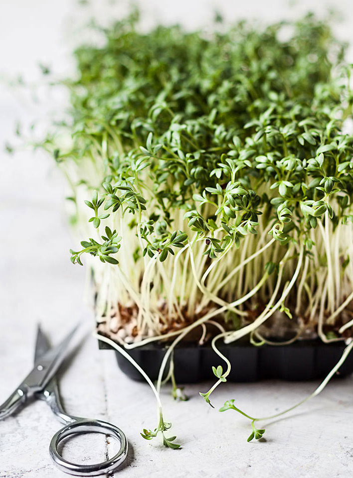 микрозелень как выращивать дома