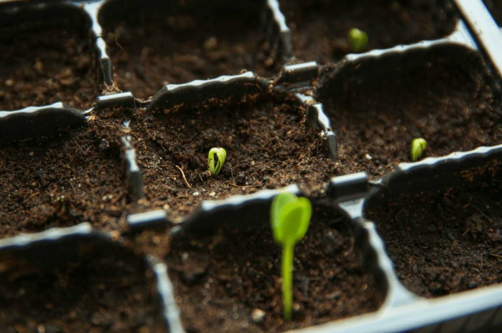Грунт для проращивания семян огурцов