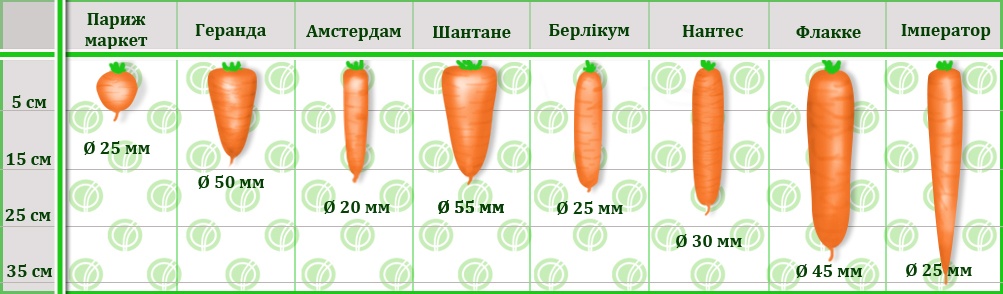 Сколько гр морковь. Сортотип моркови Амстердамска. Сортотипы моркови таблица. Размер морковки. Форма моркови.