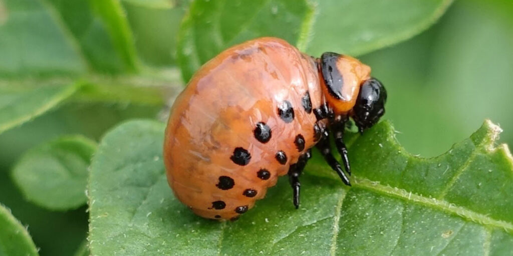 фото личинка колорадского жука