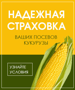 Страхование посевов кукурузы