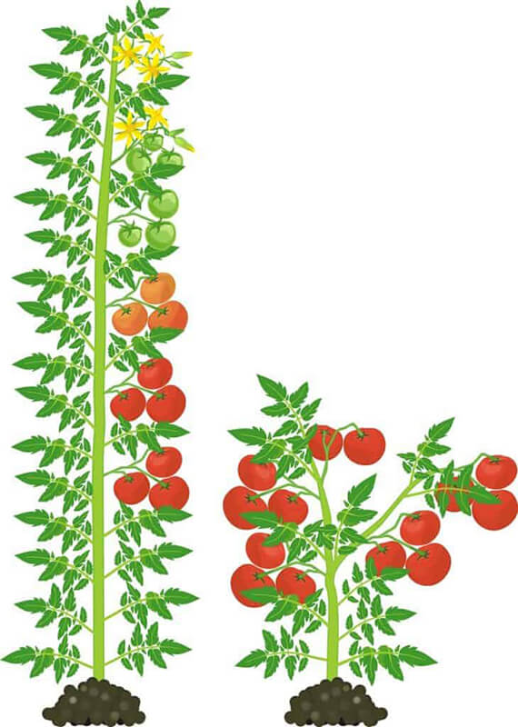 determinantnie-i-indeterminantnie-tomaty-2