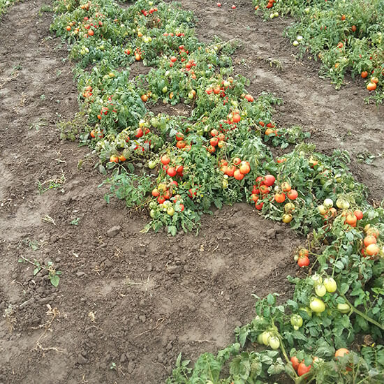 determinantnie-tomaty-1