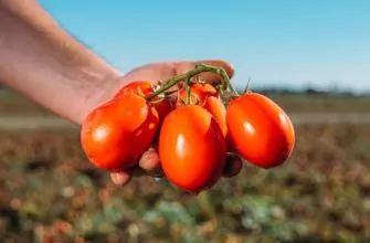томат помидор полевые детерминантные низкорослые сорта гибриды