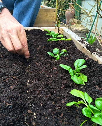 шпинат выращивание из семян в открытом грунте