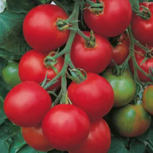 помидоры виды для теплицы